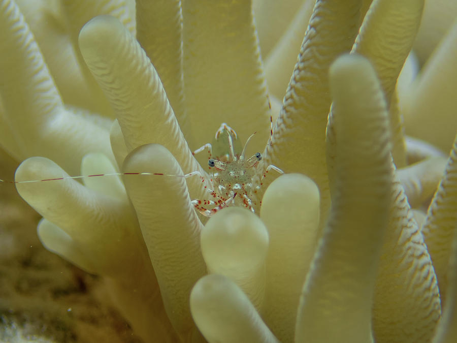 Sun anemone shrimp Photograph by Brian Weber