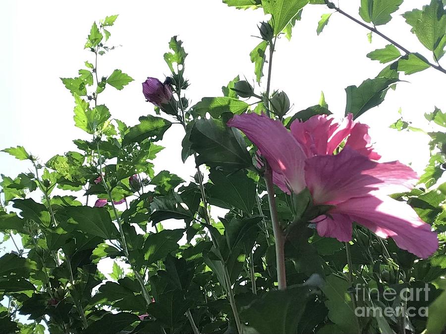 Sun Bathing Flowers Photograph by Catherine Wilson