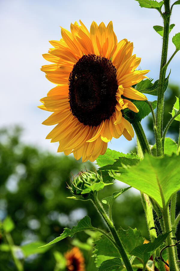 Sunflower at Winterthur Photograph by Anthony Hightower