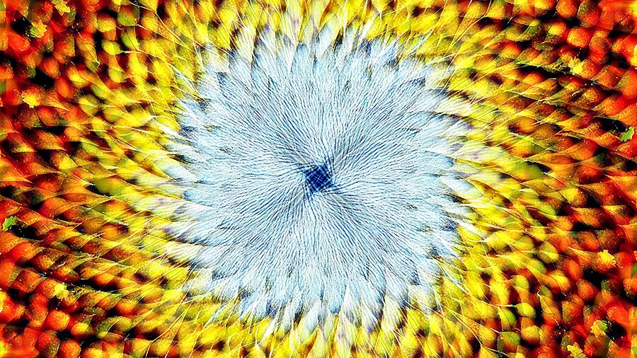 Sunflower Core Digital Art by David Manlove