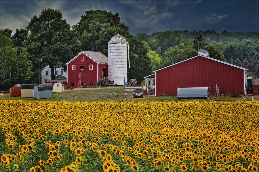 Sunflower Field in New Jersey Photograph - Sunflower Farm NJ by Susan Candelario