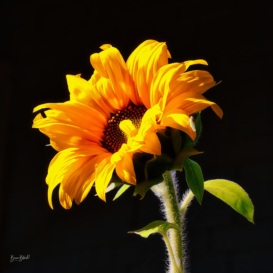 Sunflower isloated on black Photograph by Bruce Block