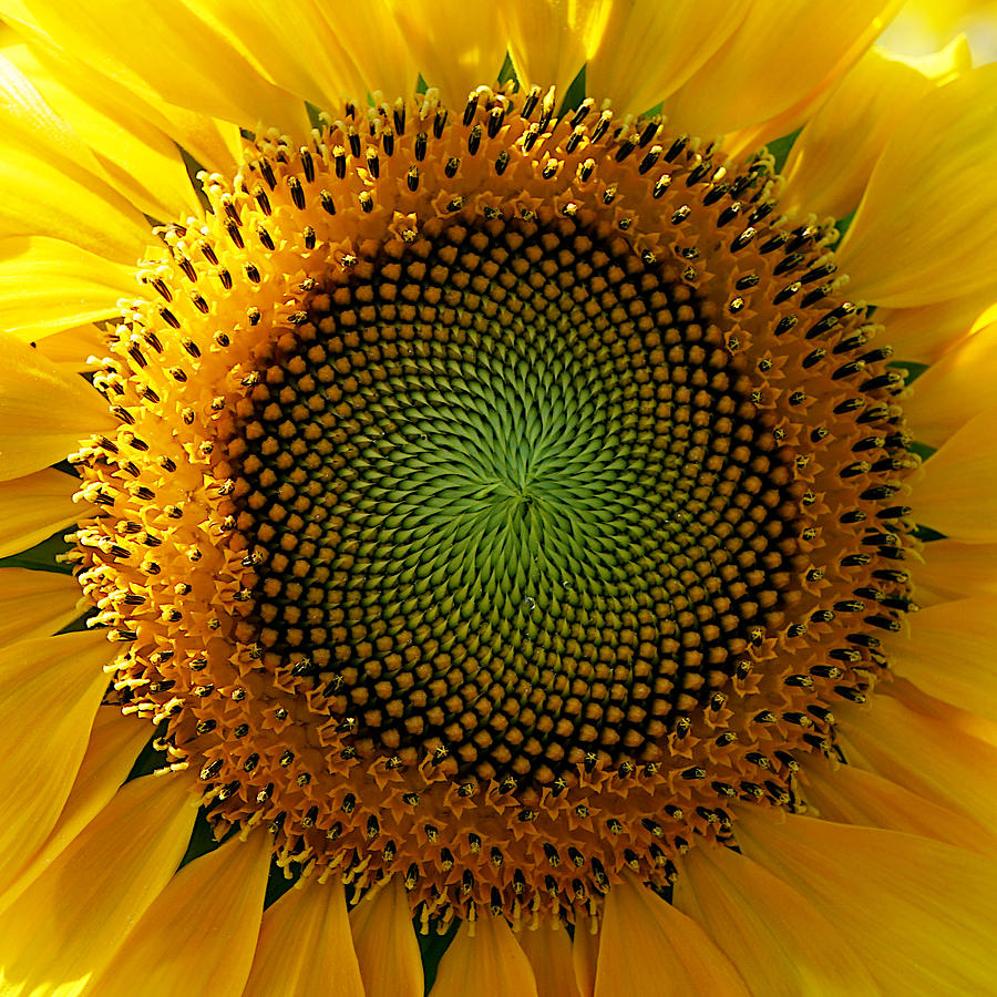 Sunflower Spirals Photograph by Richard Reeve