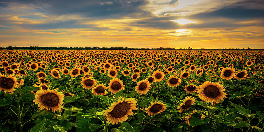 Sunflower Sunset Photograph by David Morefield