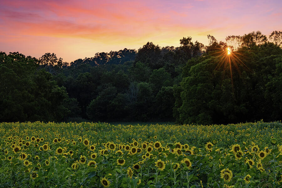 Sunflower Sunset Photograph by Gina Fitzhugh