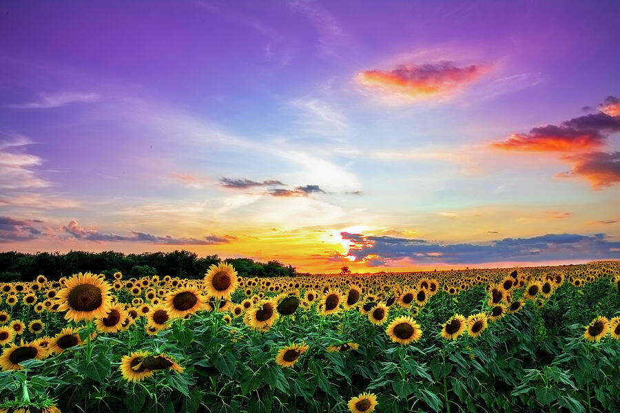 Sunflower Sunset II Photograph by KC Hulsman