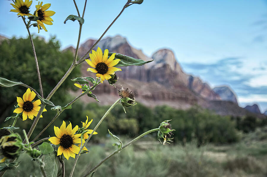 Sunflowers  at Sunrise Photograph by Rebecca Herranen