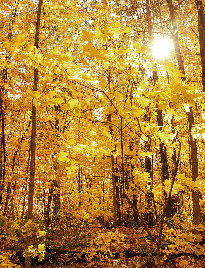 Sunlit Autumn Forest Photograph - Sunlit Autumn Forest Lima Ohio by Dan Sproul