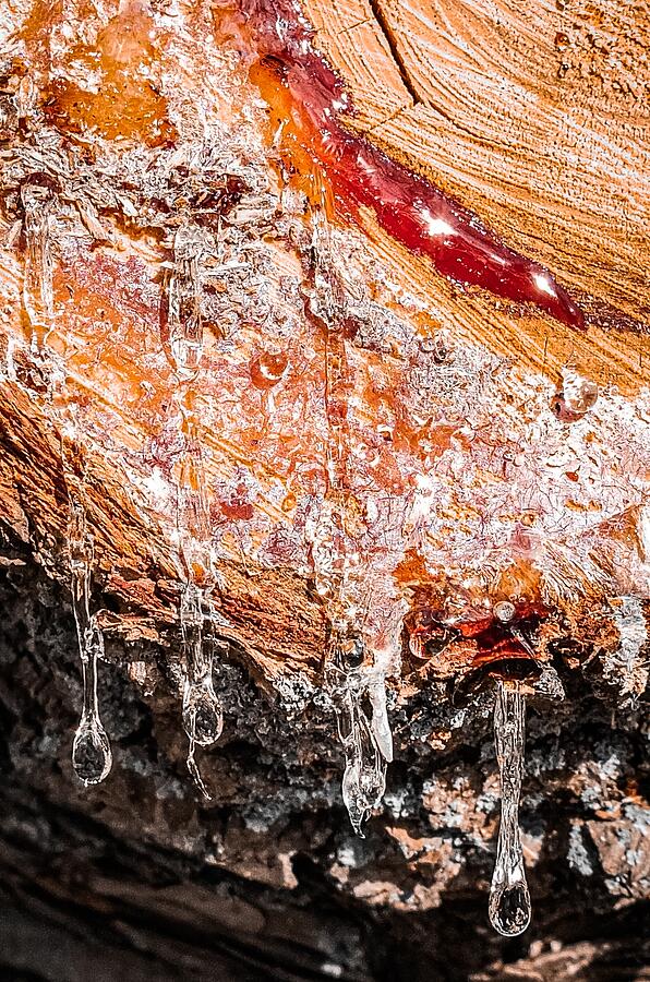 Sunlit Elegance Glistening Sap on a Freshly Cut Tree Photograph by Travel Essayist