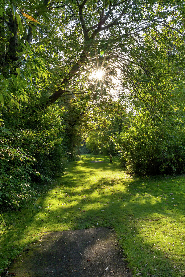 Sunlit Path in Forest Photograph - Sunlit Path on Toronto Islands by John Twynam