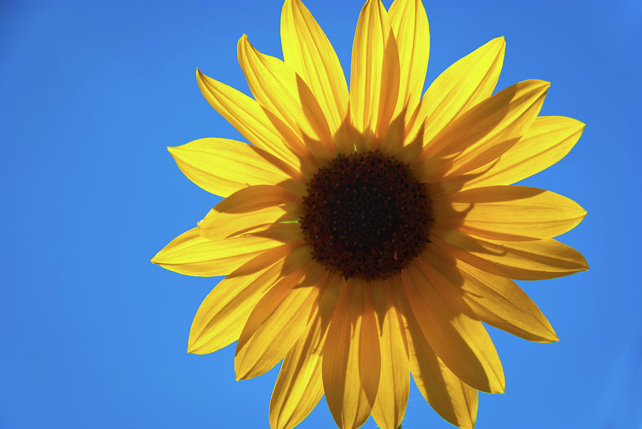 Sunny Flower Photograph by Matt Halvorson