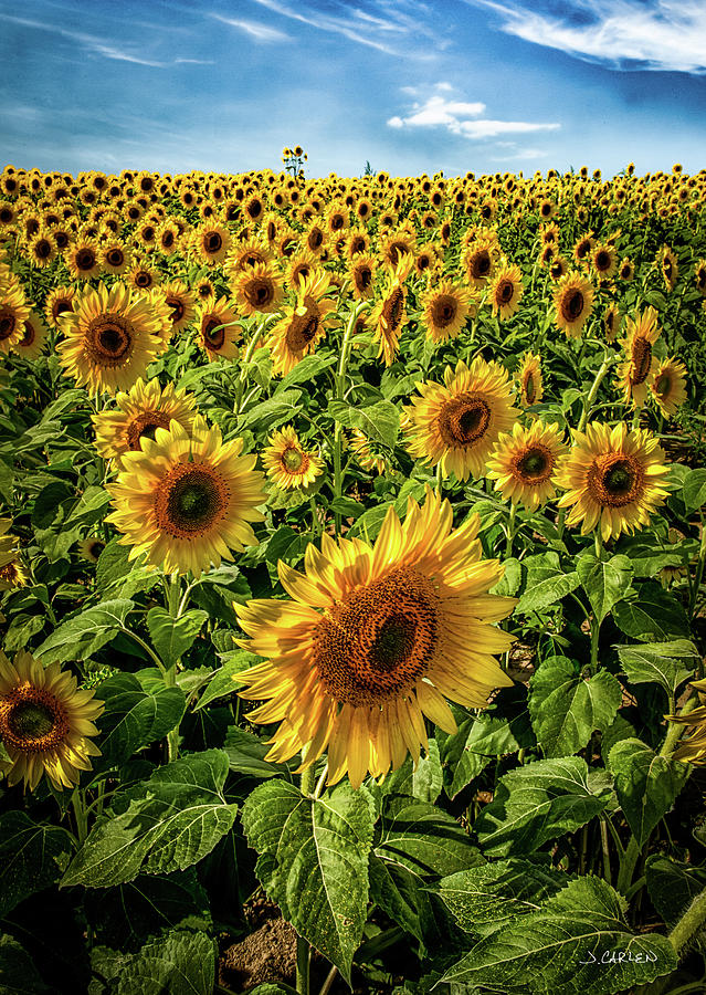 Photo Synthesis Photograph by Jim Carlen