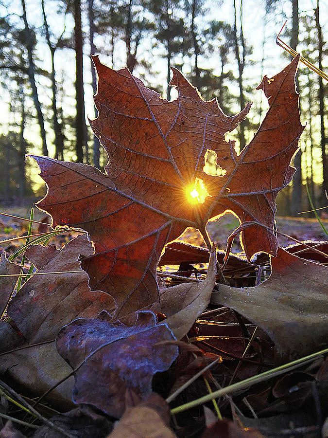 Sunrise Through a Leaf Photograph by Greg Lane