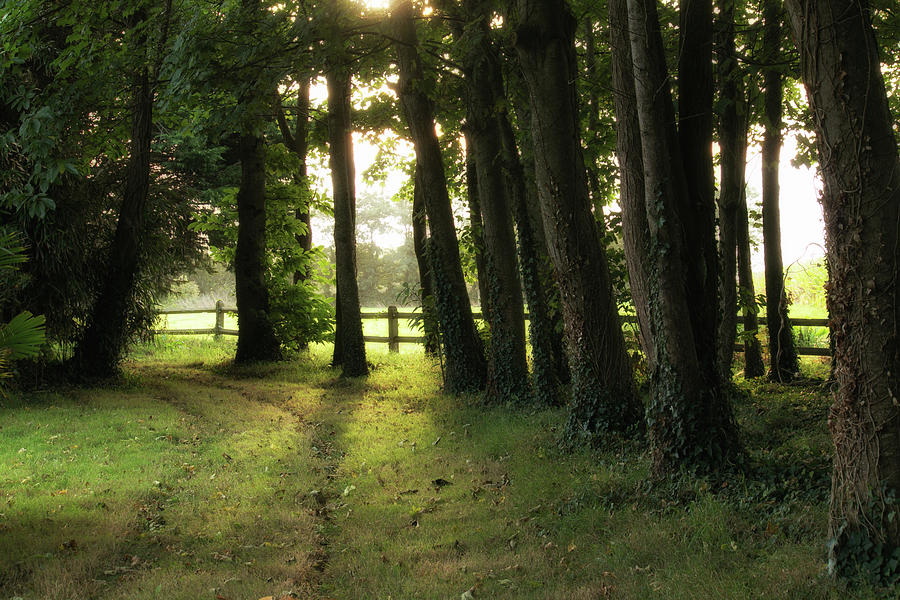 Sunrise Through the Trees Photograph by Lisa Chorny
