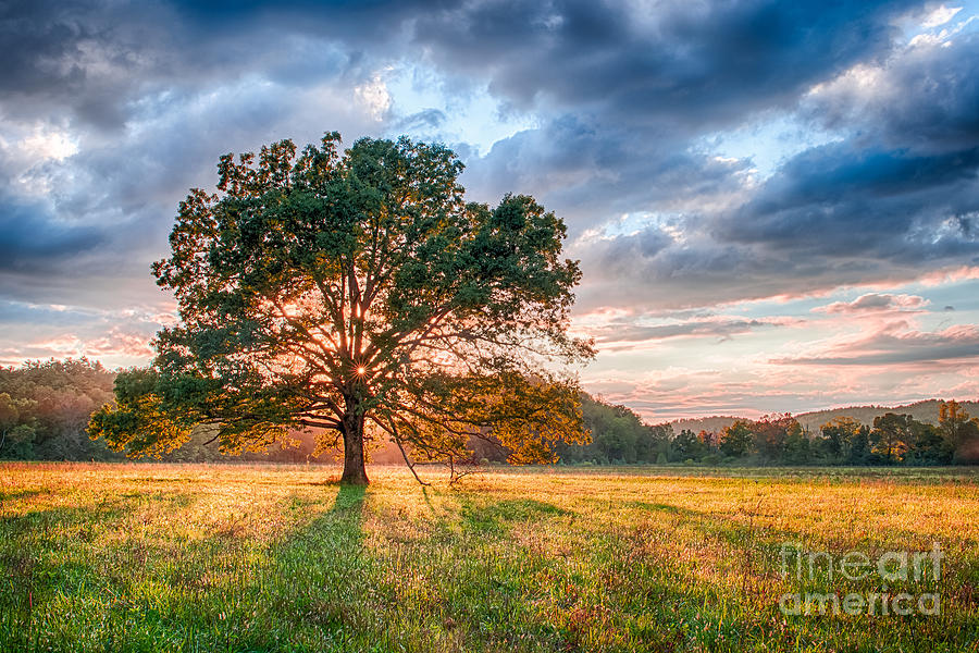 Sunset at the Tree in Cades Cove in Smoky Mtns National Park Photograph by Jimmy Pappas