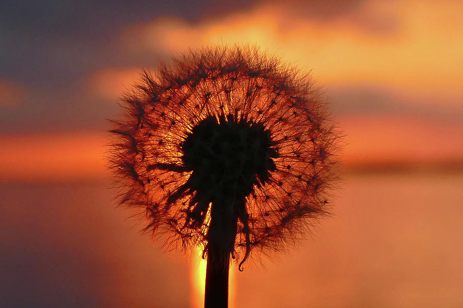 Sunset Dandelion Photograph by Brian Hare