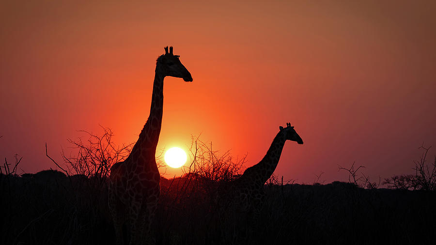 Sunset Duo Photograph by Maryanne Keeling