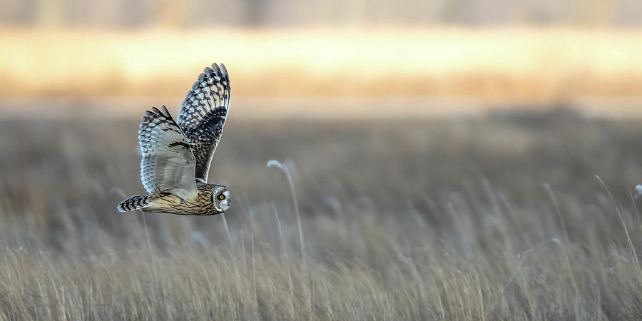 Sunset Seeker panoramic Photograph by James Overesch