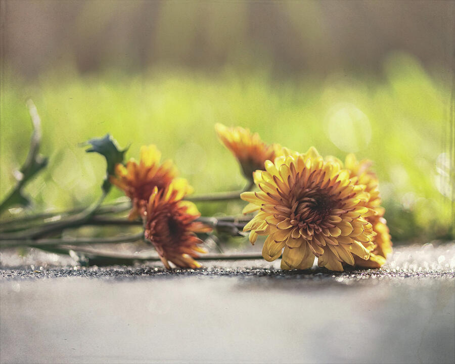 Sunshine And Smiles Photograph by Dodie Ross