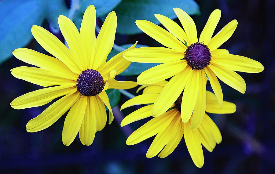 Sunshine Photograph by Gina Fitzhugh