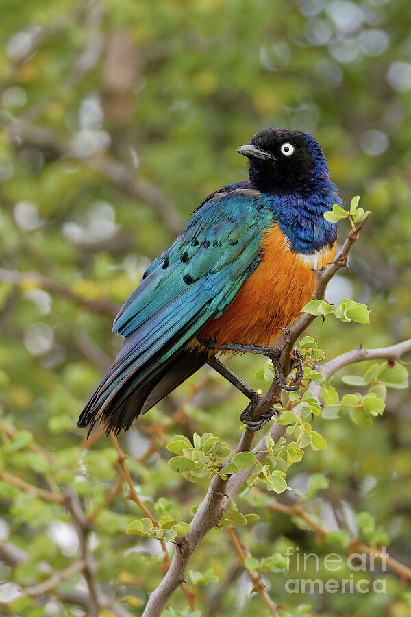 Colorful Starling Perched on a Branch Photograph - Superb Starling Perched In Kenya by Natural Focal Point Photography