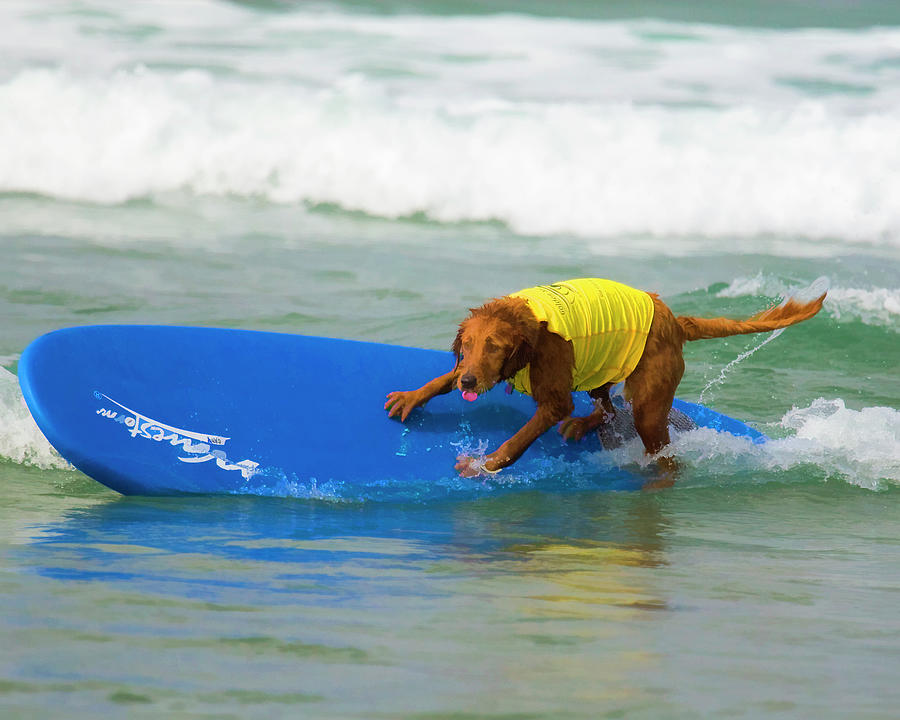 Surf Dog - Riding the Rail Digital Art by Waterdancer