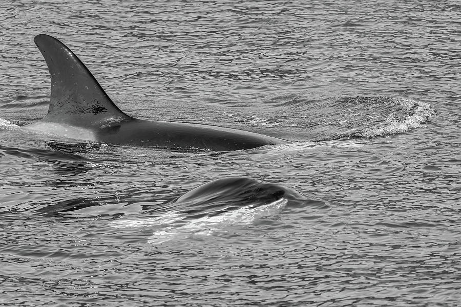 Surface Tension Photograph by Chris Allmendinger