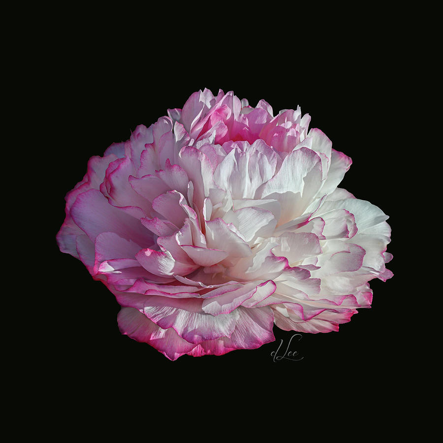Suspended Pink Peony Bloom 3 Photograph by D Lee