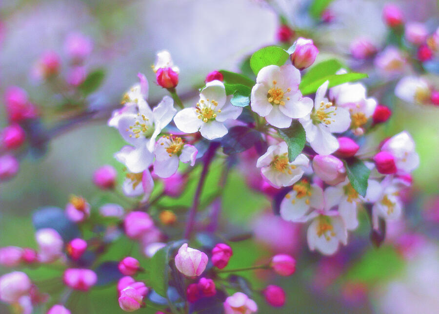 Apple Blossom Charm Photograph by Jessica Jenney