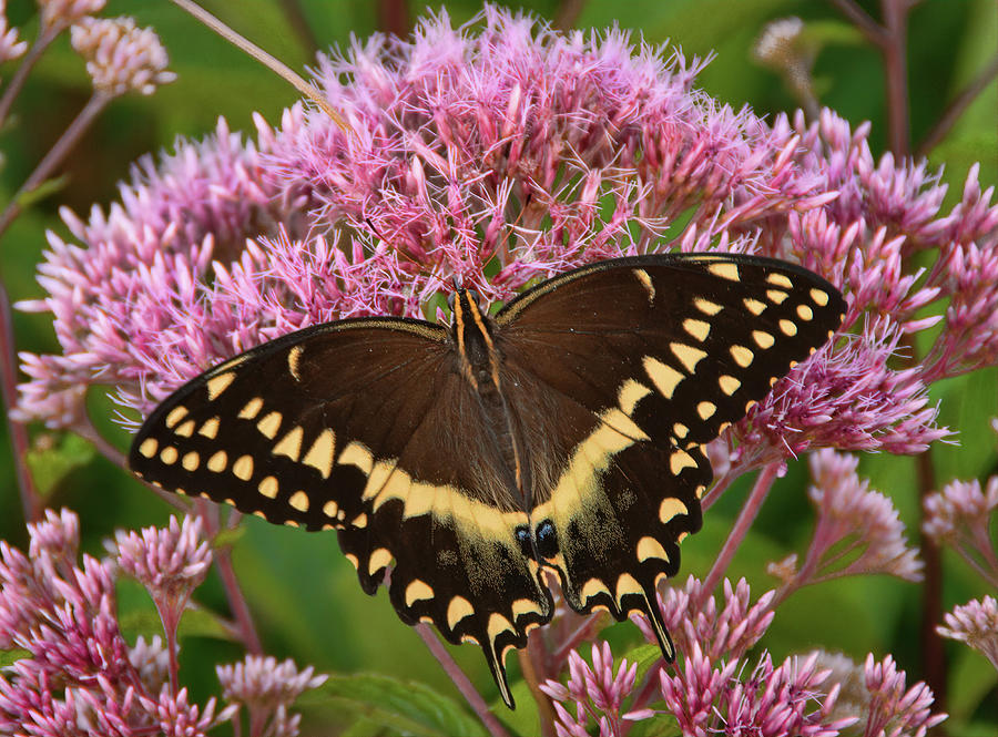 Swallowtail Photograph by Marshall Hurley