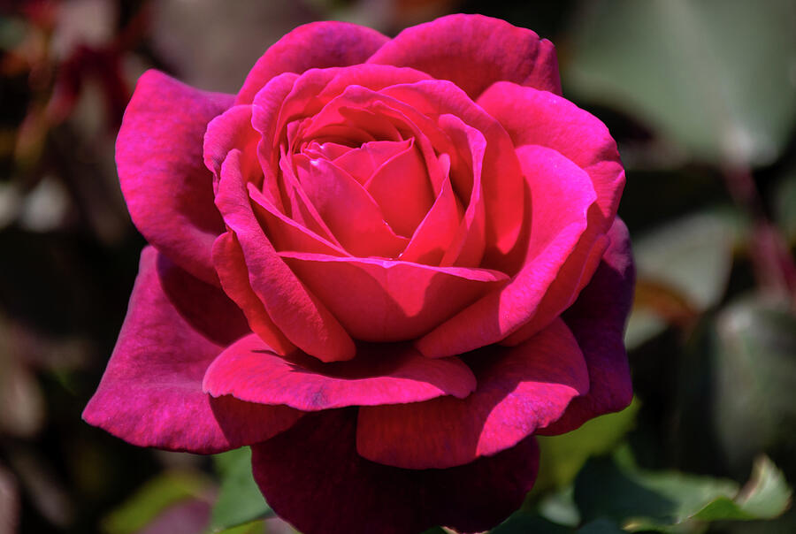 Sweet Andy Photograph by Linda Triplett