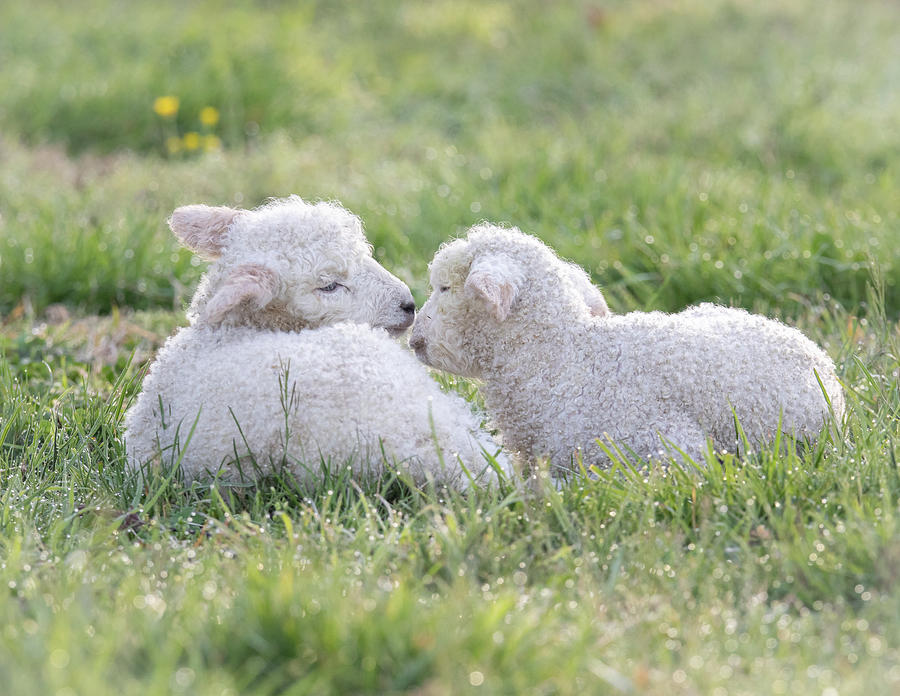 Sweet Twins 2 Photograph by Rachel Morrison