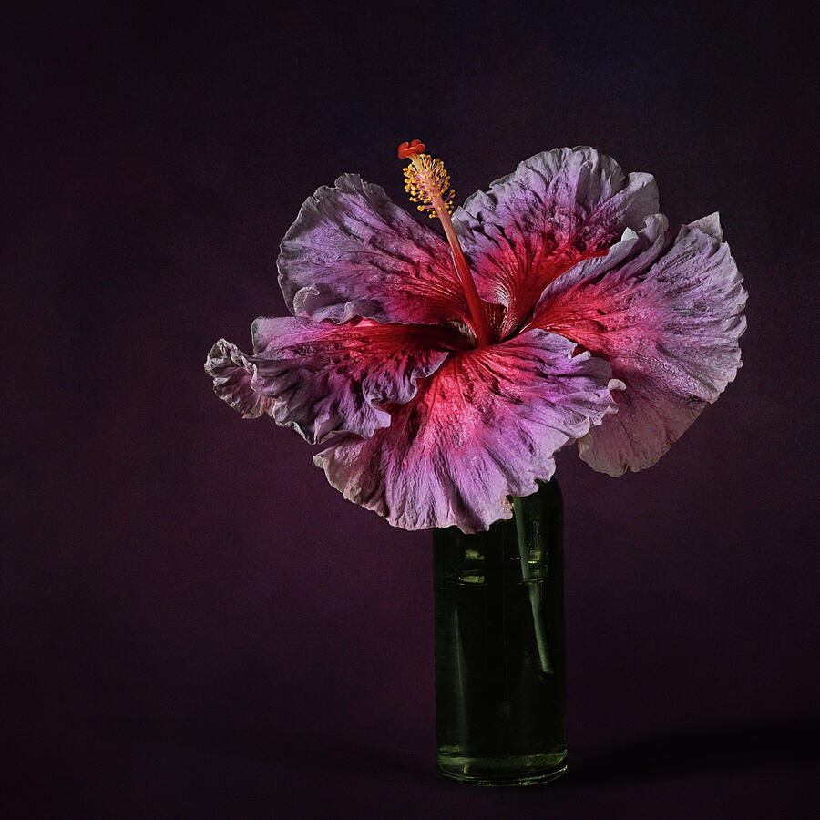 Swirled and Curled Photograph by Maryanne Keeling