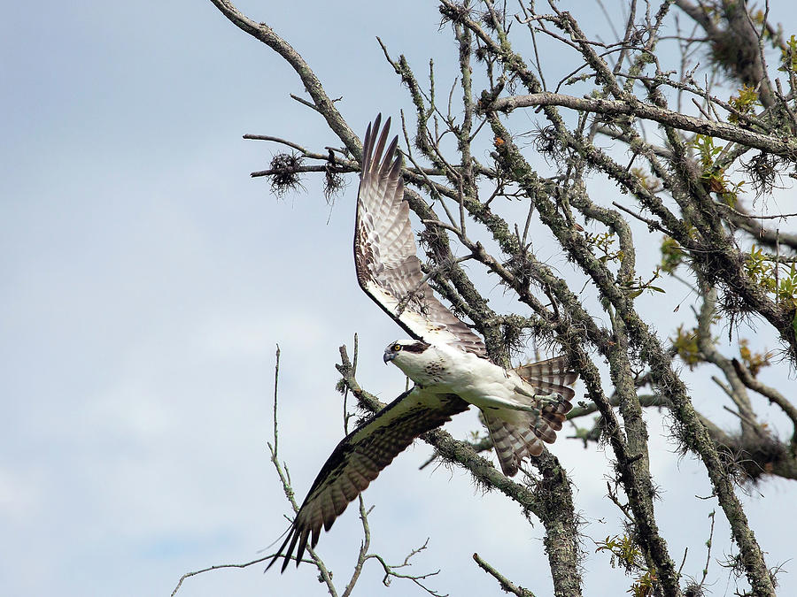 Taking Flight Photograph by Gina Fitzhugh