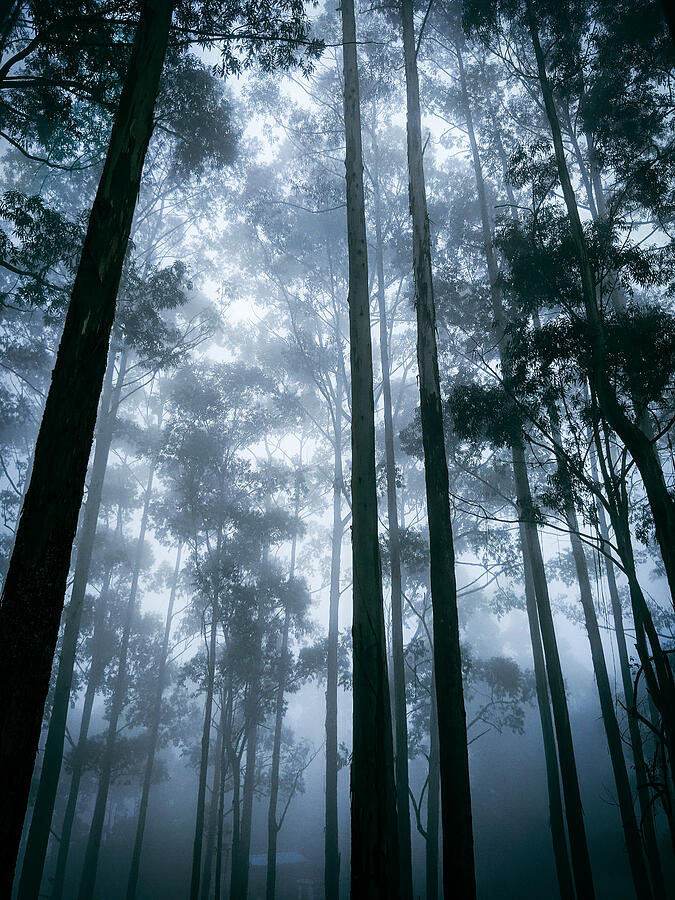 Tall Trees Misty Forest Photograph by Printed View