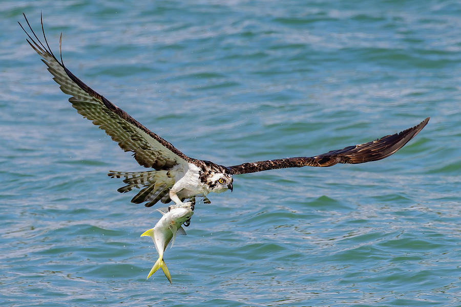 Talons Hold Photograph by RD Allen