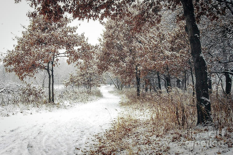 Tamarack Park in Winter Photograph by Mark Triplett