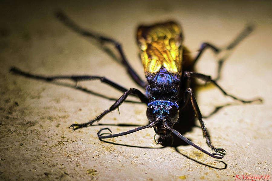 Tarantula Hawk Photograph by Rene Vasquez