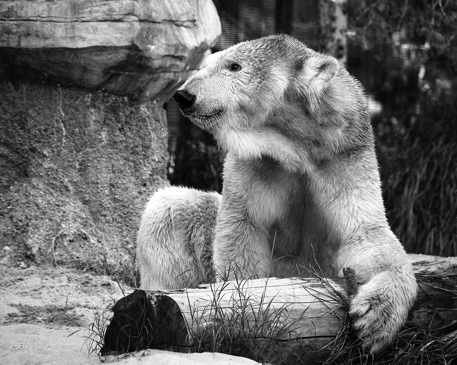 Tatqiqs Big Stick Photograph by American Landscapes