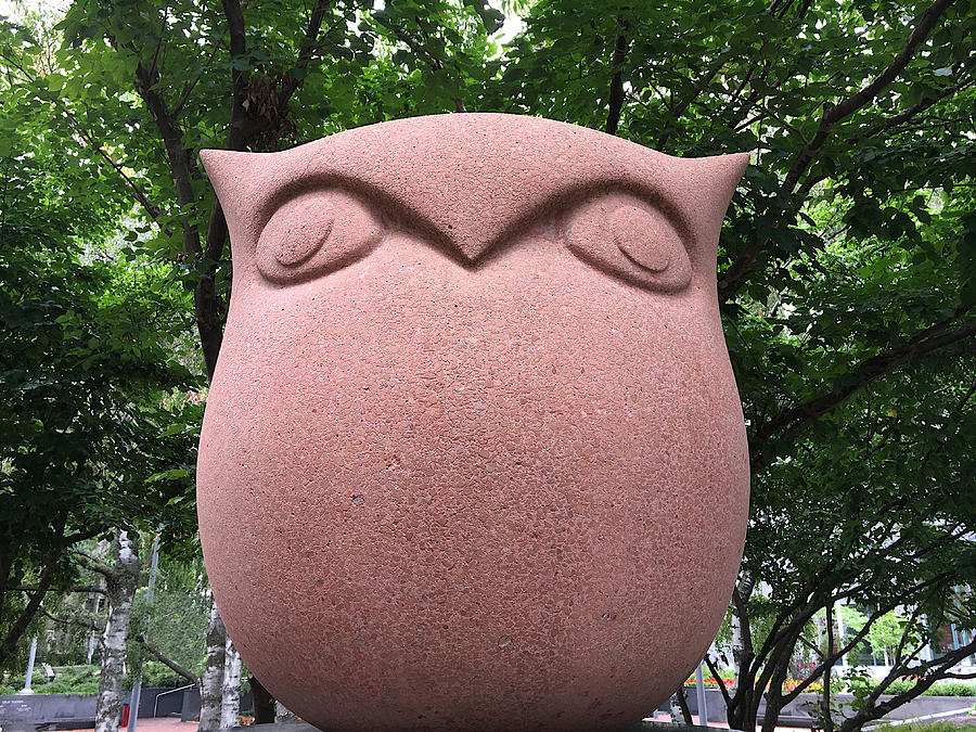 Temple Red Owl Photograph by Richard Reeve