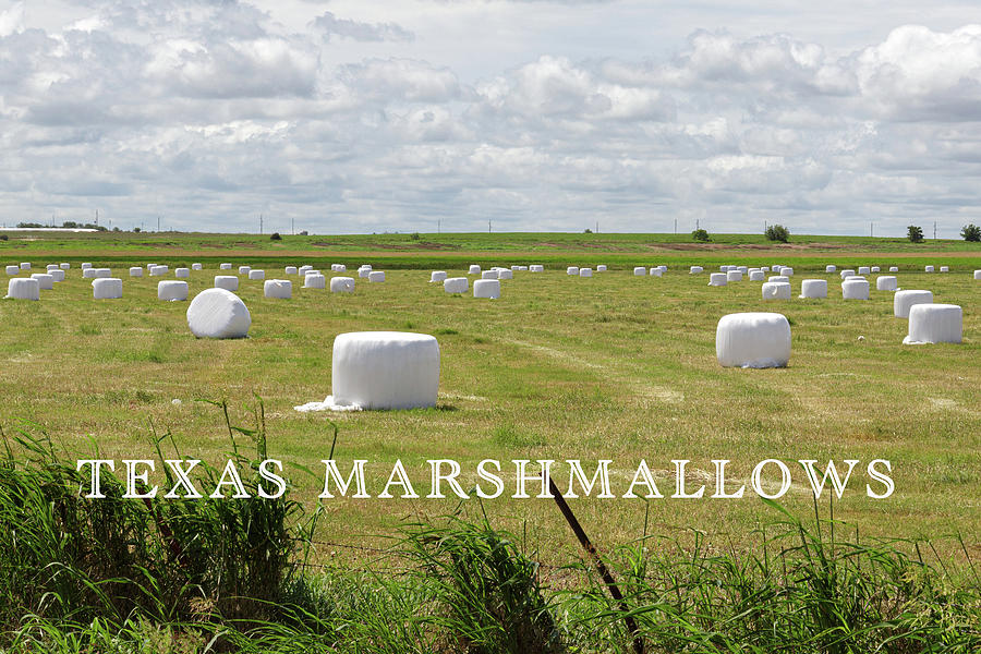 Texas Marshmallows Photograph by Steve Templeton