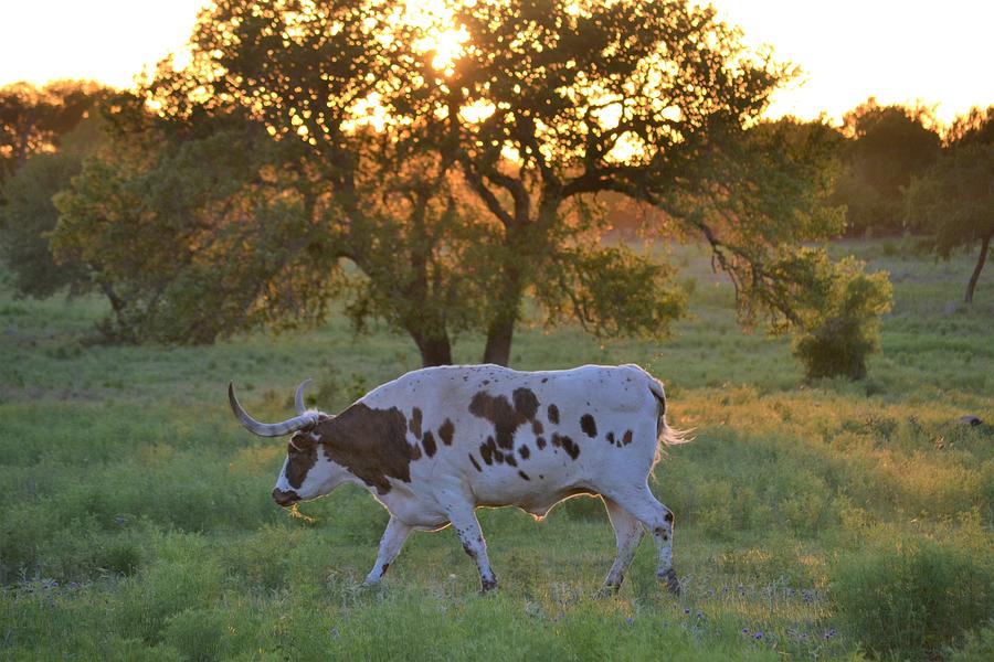 Texas Sunset Photograph by Alden White Ballard