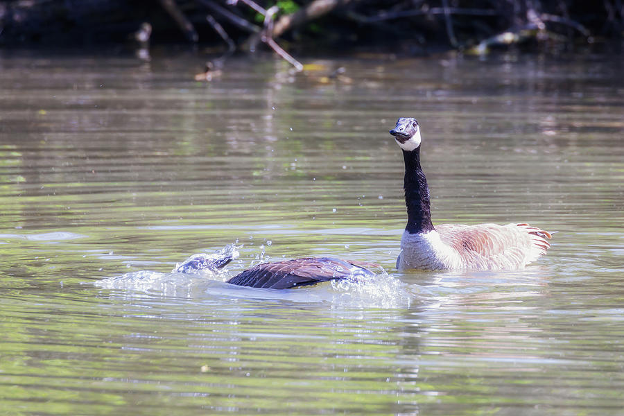 The Bath - Canada Goose Mating Ritual by Susan Rissi Tregoning