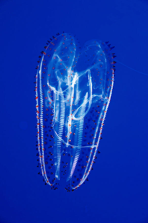 The Beautiful Sea Goddess - Spotted comb jelly Photograph by KJ Swan