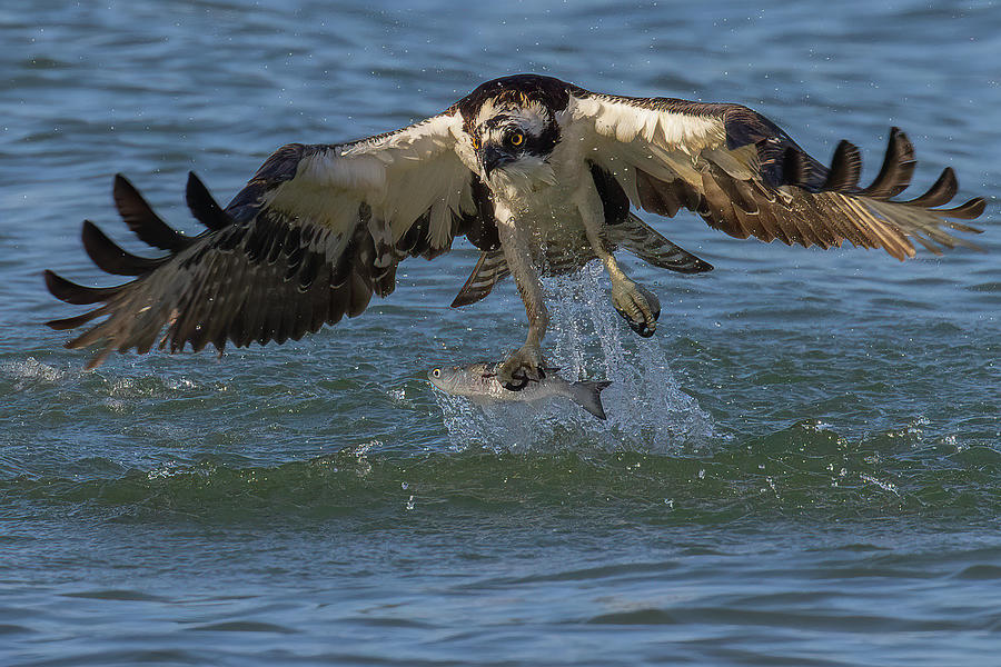 The Catch Photograph by RD Allen