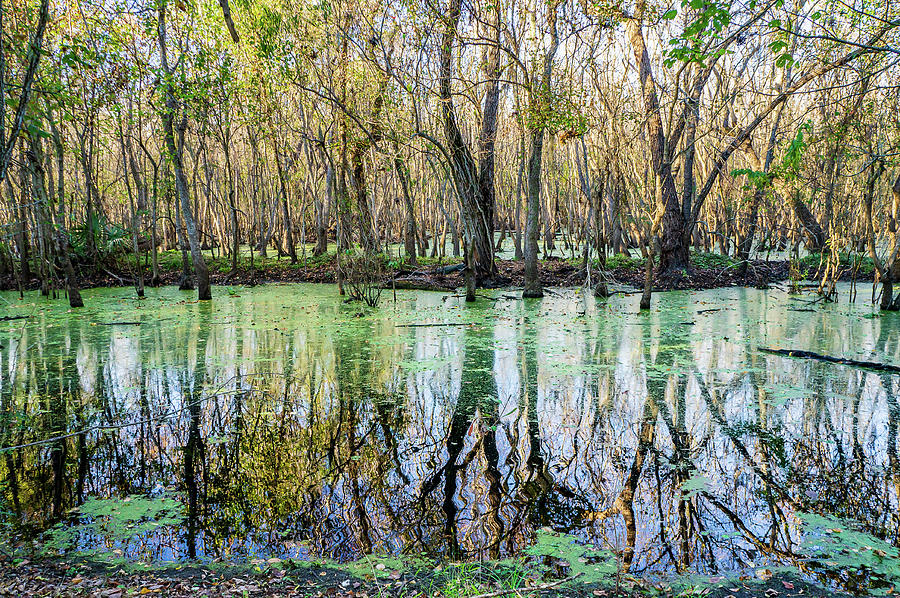 The colors of alligator swamp Photograph by Ellie Teramoto - Metal Posters