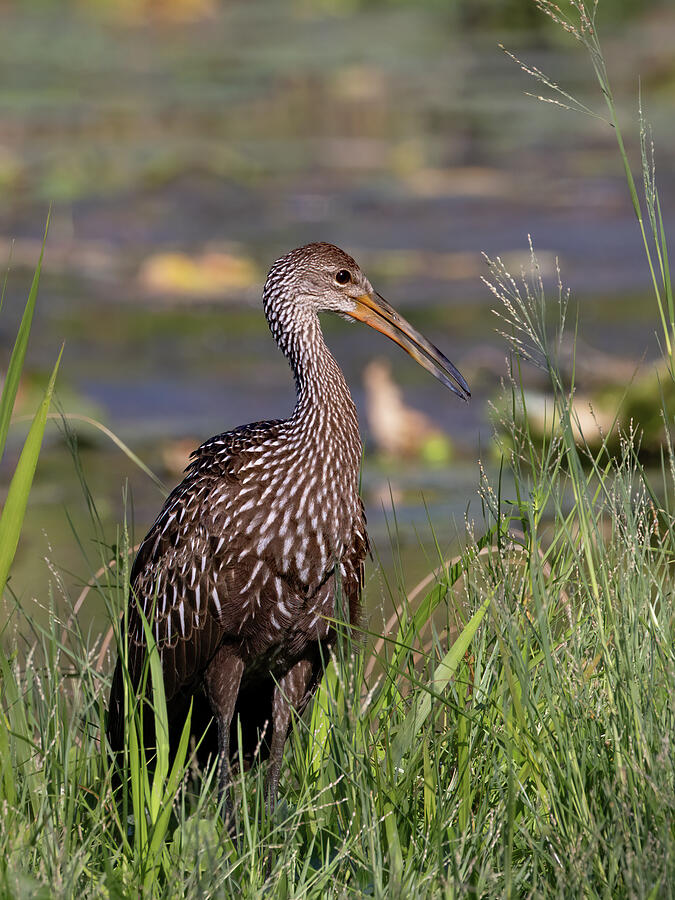 The Crying Bird Photograph by Gina Fitzhugh