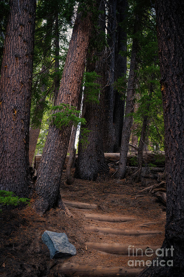The Enchanted Forest Photograph by Abigail Diane Photography