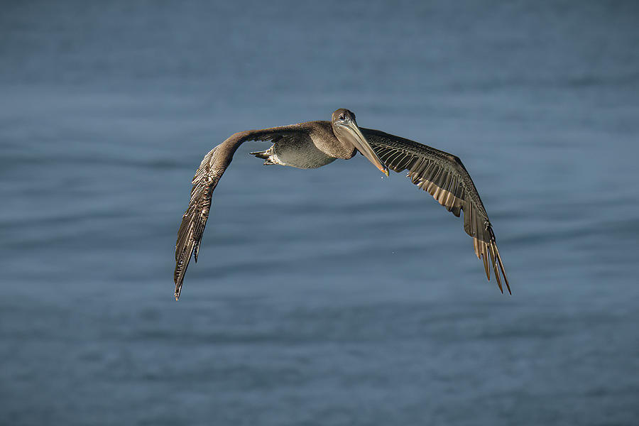 The Fisherman Photograph by Jon Snyder