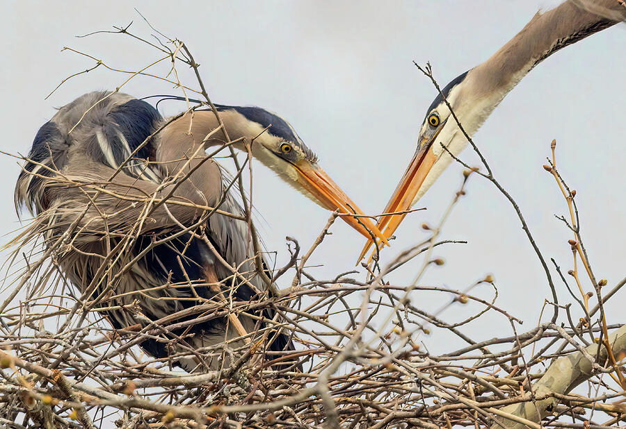 The Gift Photograph by Gina Fitzhugh